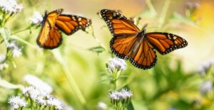 Farfalle monarca nelle foreste messicane: lieve ripresa quest'anno