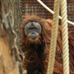 Stiamo scoprendo nuove specie in fretta: potrebbe aiutarle a salvarsi