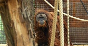 Stiamo scoprendo nuove specie in fretta: potrebbe aiutarle a salvarsi