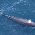 Funzionari dell'amministrazione Trump usano la "God Squad" per togliere protezioni alle balene di Rice