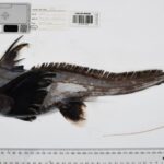 Foto: incredibili nuove creature marine scoperte durante le spedizioni del Censimento degli Oceani