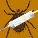 Punture di zecche: aumentano i casi di sindrome alfa-gal e malattia di Lyme — ecco come prevenirle