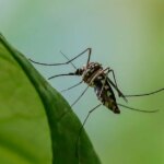 Stopping malaria: How scientists are trying to eliminate the threat from mosquitoes