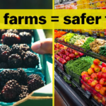 Is the food at the farmers market safer?