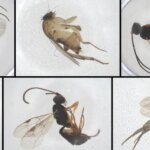 Nuove specie a New York City? Ecco cosa abbiamo trovato finora.