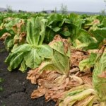Richiami alimentari su lattuga, uova, mirtilli e altri prodotti: l'estate rovinata. Quando finirà?