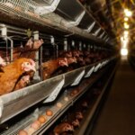 Uova senza gabbia o in gabbia: il compromesso tra clima e benessere animale