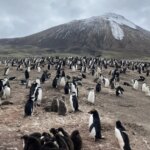 La più grande colonia di pinguini al mondo registra un enorme crollo demografico