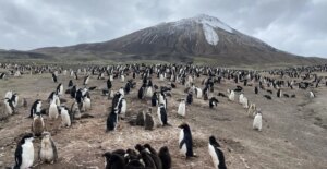 La più grande colonia di pinguini al mondo registra un enorme crollo demografico