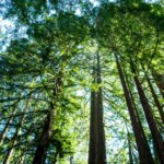 Le sequoie: ecosistemi iconici, ora si surriscaldano