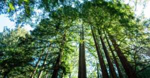 Le sequoie: ecosistemi iconici, ora si surriscaldano